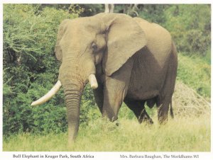 Bull Elephant in Kruger Park South Africa Postcard