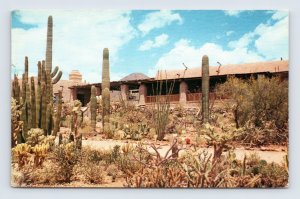 Arizona Sonora Desert Museum Tucson AZ Chrome Postcard D18