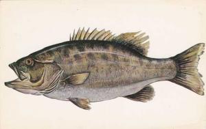 Fish Greetings from Cape Cod MA, Massachusetts              