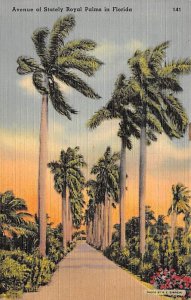 Avenue of Stately Royal Palms in Florida Trees FL Postcard