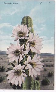 California Cactus In Bloom