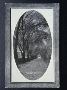 Australia ADELAIDE Avenue in Botanical Park - Old Postcard by Rembrandt Fine Art