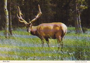 Bull Elk Jasper National Park Alberta Canada