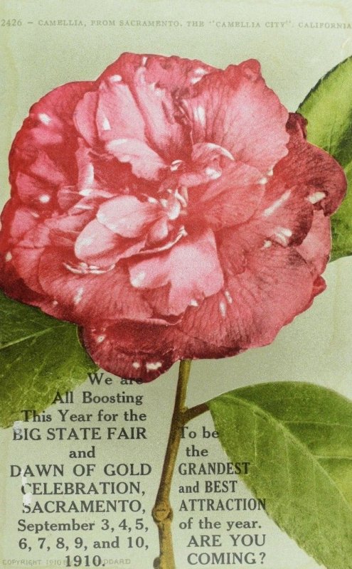 C.1910 Sacramento State Fair, Sacramento, California Postcard F88