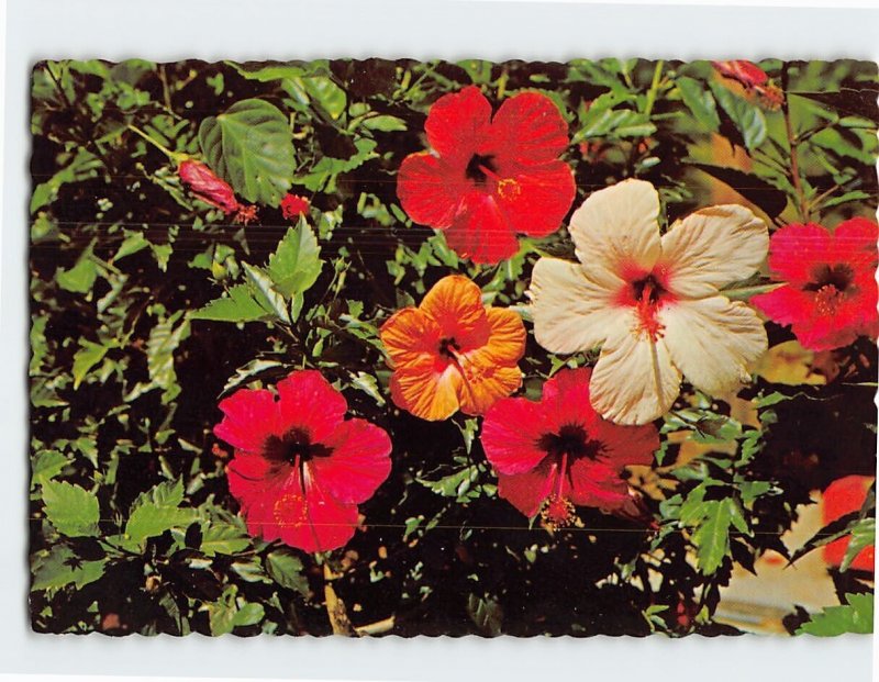 Postcard Beautiful Tropical Hibiscus, The Sunny Caribbean