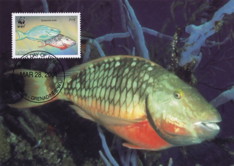 Stoplight Caribbean Parrotfish  Rare Grenada WWF Stamp FDC Postcard