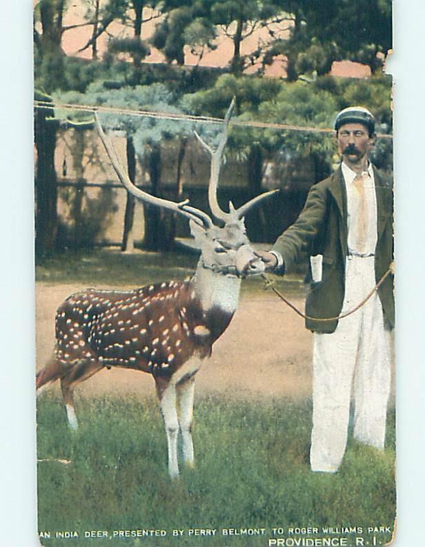 Pre-1907 DEER FROM INDIA AT ROGER WILLIAMS PARK Providence Rhode Island RI H4224