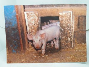 Piglets at Marsh Farm Country Park South Woodham Ferrers Essex Vintage Postcard