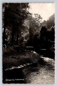 Valkenburg Area RPPC Postcard Cows by River Forest Echte Foto Vintage