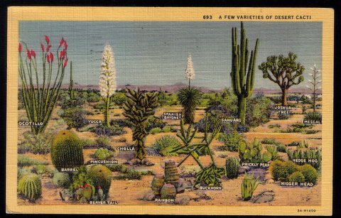1940 US Sc #804 Postcard Varieties Of Desert Cacti Pictorial. Los...