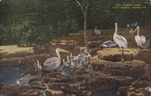 Texas Fort Worth Pelicans In Forest Park Zoo 1951