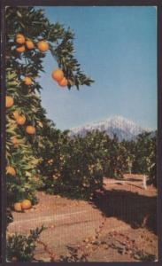 Oranges,San Bernardino,CA Postcard 