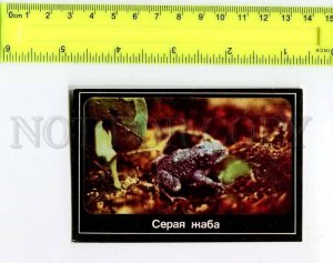 263795 USSR Gray toad FROG Pocket CALENDAR 1989 year 