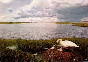 Canada Edmonton Provincial Museum Of Alberta Trumpeter Swan Habitat Group