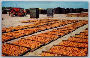 Farming~California~Fruit Drying Yard In San Joaquin Valley~PM 1960~Vtg Postcard