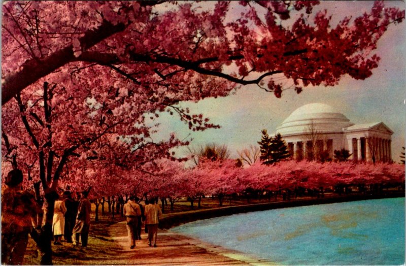 Washington DC - Jefferson Memorial - Cherry Blossom Time - [DC-364]