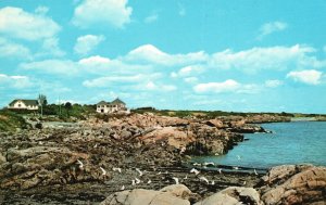 Postcard A Stretch of Rocky Shoreline Host for Scores of Sea Gulls Biddeford ME