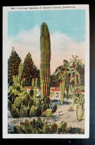 Vintage Postcard 1930-1945 Various Desert Cactus, California (CA)