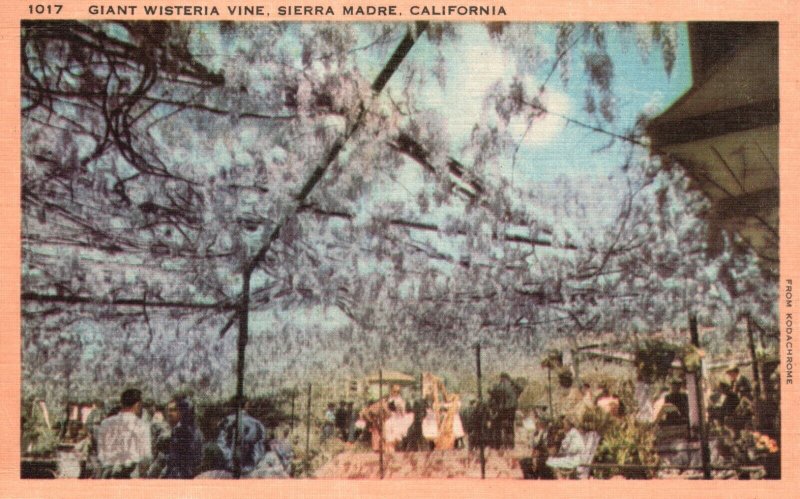 Vintage Postcard 1930's Giant Wisteria Vine Sierra Madre California CA