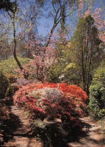 BR101874 springtime splendour in the blue mountains nsw   australia