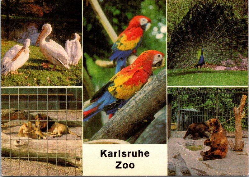 Karlsruhe Zoo Pelicans Lion Macaw Peacock Brown Bears Germany Postcard