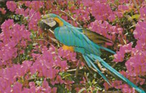Florida St Petersburg Macaws & Bougainvilleas At Sunken Gardens