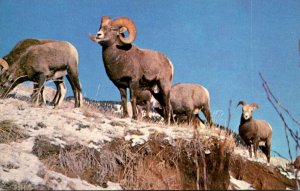 Canada Canadian Rockies Rocky Mountain Bighorn Sheep