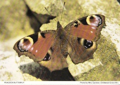 Peacock Butterfly Childwick Green Herts Hertfordshire Womens Institute Postcard