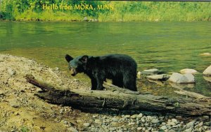 USA Hello From Mora Minnesota Black Bear Vintage Postcard 08.15