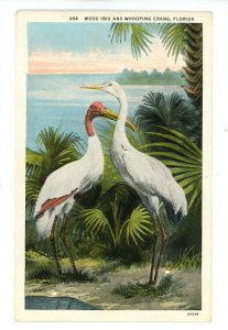 Birds - Wood Ibis & Whooping Crane