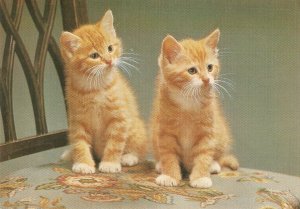 Two kittens  Nice  English J. Salmon PC. Continental sieze