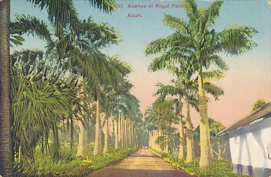 Ghana Aburi Avenue Of Royal Palms