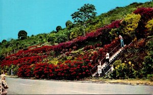 Hawaii Kealakekua Machado Gardens