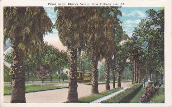 Louisiana New Orleans Palms On Saint Charles Avenue