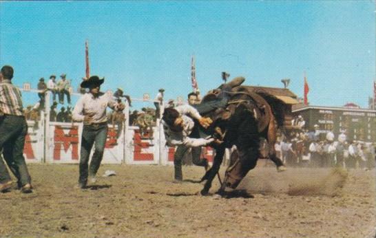 Canada Bucking Horse Contest Calgary Stampede Calgary Alberta