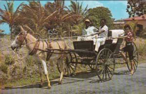 Barbados Old Donkey Drawn Buggy On Country Road