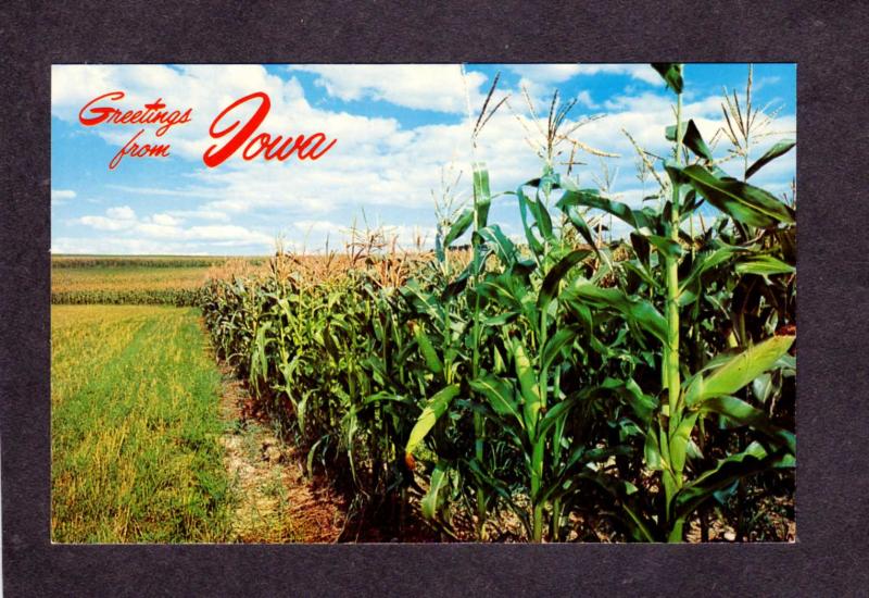 IA Greetings From Iowa Postcard Corn Field Harvesting Farming Farm Postcard