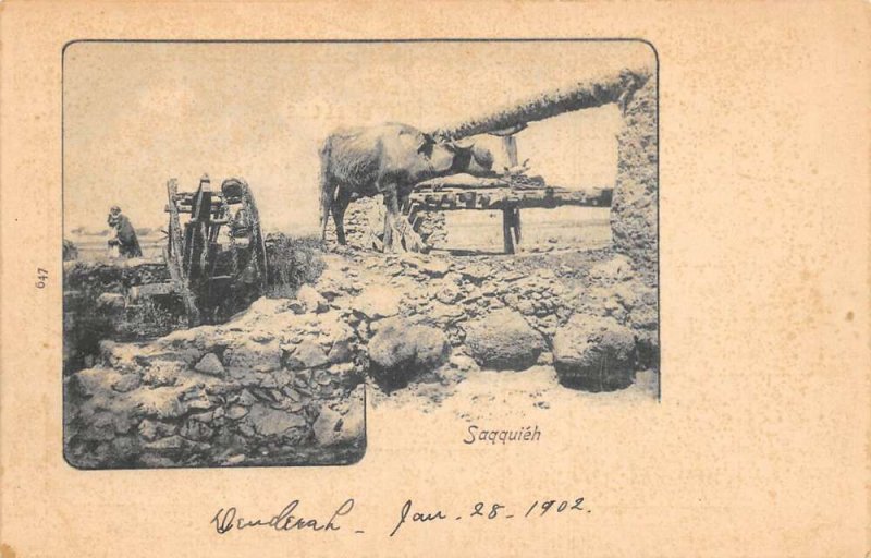 Saqquieh Egypt Ox Water Well Vintage Postcard AA74997