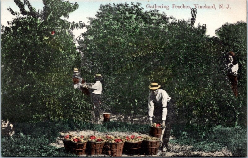 Postcard - Vineland - NJ - Gathering Peaches