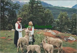 Norway Postcard - Animals, Sheep, Hardanger, Traditional Costumes RR18571