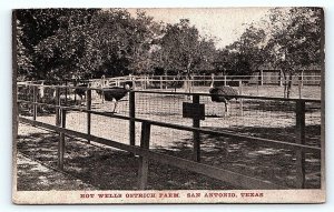 SAN ANTONIO, TX Texas ~ HOT WELLS OSTRICH FARM  1913  Roadside  Postcard