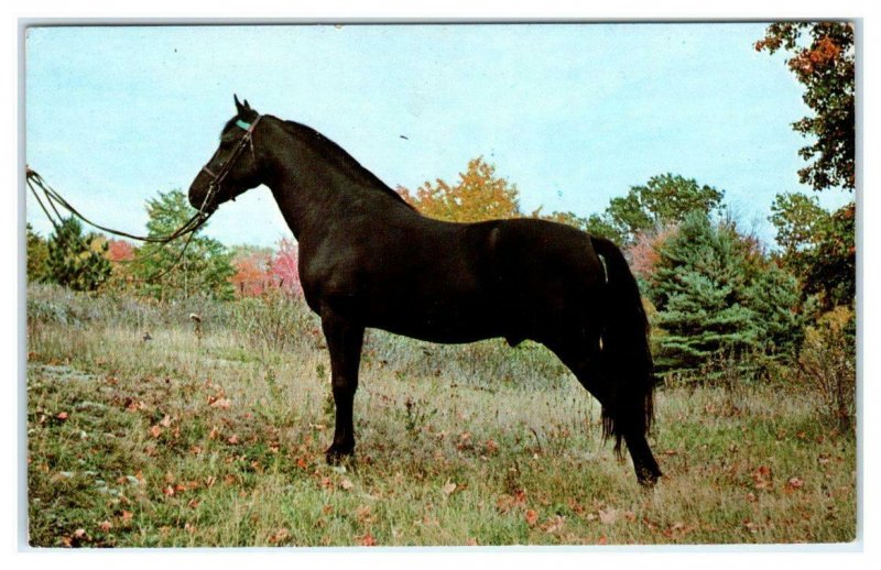 Black Morgan Stallion EMERALD'S COCHISE Tamarlei Morgan Farms VT 1960s Postcard