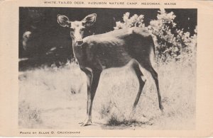 Medomak, Maine, White- Tailed Deer, Audubon Nature Camp