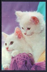 Two Kittens and a Ball of Yarn