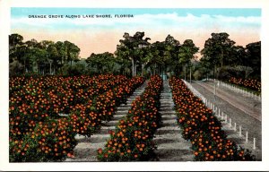 Florida St Augustine Garnett Orange Grove