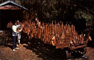 Palmdale Florida FL Cypress Knee Museum 1950s-60s Vintage Postcard