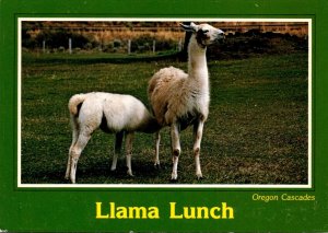 Oregon Cascades Llama Lunch