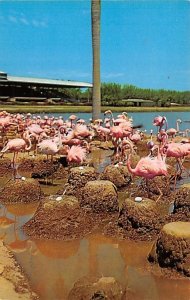 Flamingos and Grandstands, Hileah Race Course Hialeah, Florida, USA Unused 