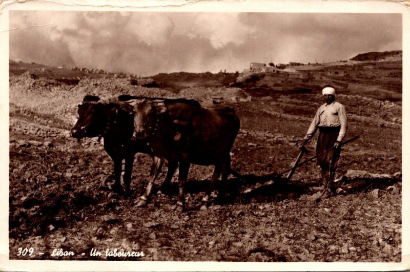 Lebanon Farmer A Ploughman 1955