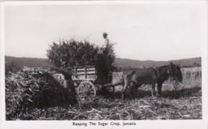 Jamaica Native With Donkey Cart Reaping The Sugar Crop Real Photo